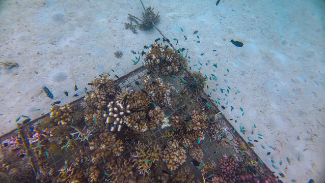 Topdown view of artificial coral reef structure coral gardening with colourful tropical fish in Fiji, South Pacific