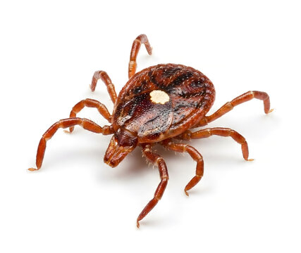 Lone star tick on a white background. Close up photo of a lone star tick for identification purposes.