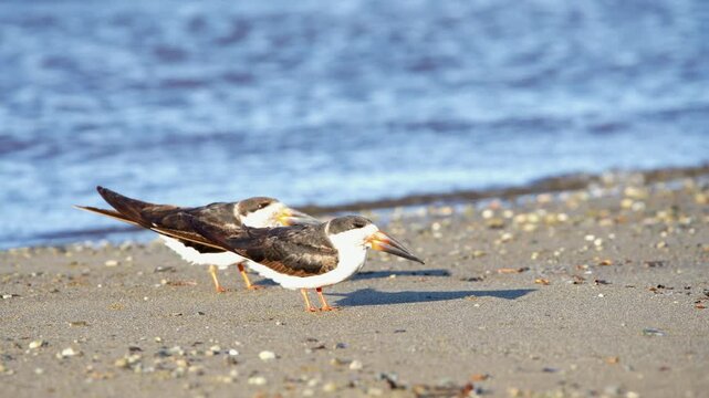 Two Black Skimmers resting on a sandy beach shore, Rynchops niger waterbirds on the coast with blurred ocean waves background