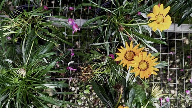 yellow flowers, daisy like flowers, green leaves, greenhouse grid, long leaves, garden plants, potted flowers, yellow blooms, plant nursery, floral display, botanical detail, pink flowers, hanging pla