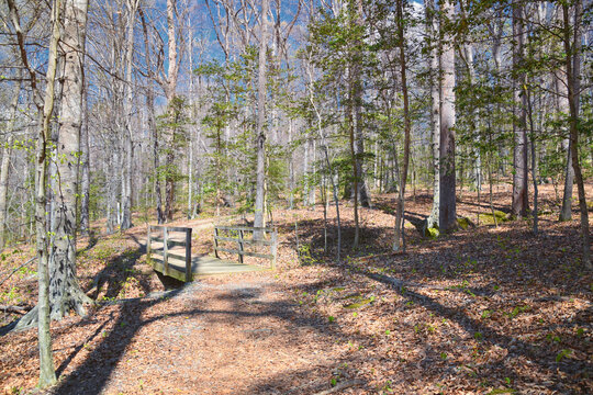 Pocahontas State Park spring forest hiking trail views, Richmond, Virginia, United States.