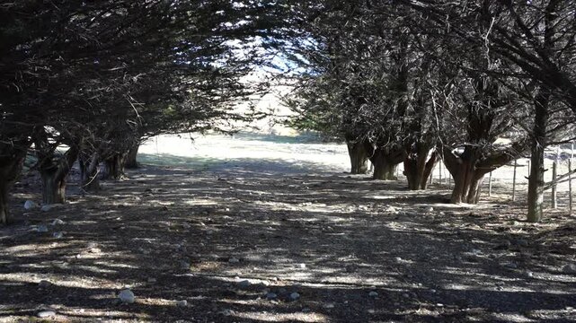 Shaded tree tunnel path leading to sunlit field
