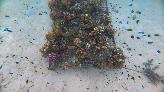 Coral reef gardening structure with tropical fish on Leleuvia Island in Lomaiviti archipelago, Fiji, South Pacific
