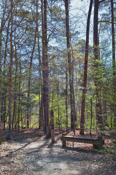 Pocahontas State Park spring forest hiking trail views, Richmond, Virginia, United States.