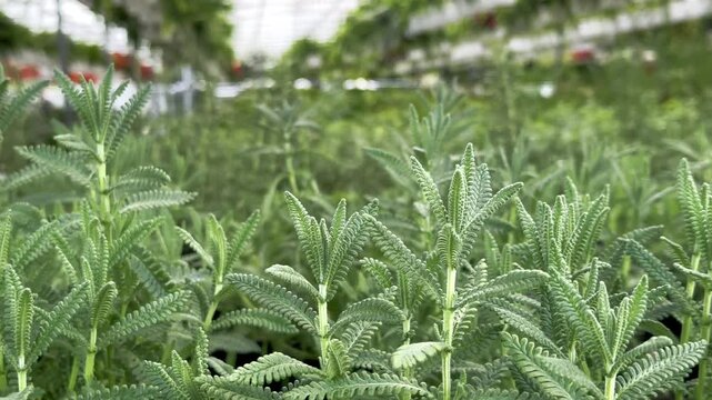 Bright green fern like plants fill the foreground with upright stems, textured leaves, and soft layered greenery behind them. Warm natural light highlights the leaf edges and creates a fresh botanical