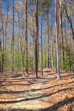 Pocahontas State Park spring forest hiking trail views, Richmond, Virginia, United States.