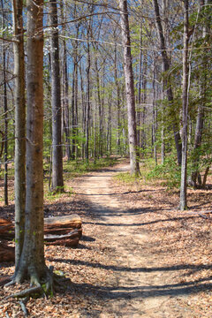 Pocahontas State Park spring forest hiking trail views, Richmond, Virginia, United States.