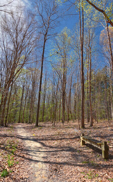 Pocahontas State Park spring forest hiking trail views, Richmond, Virginia, United States.