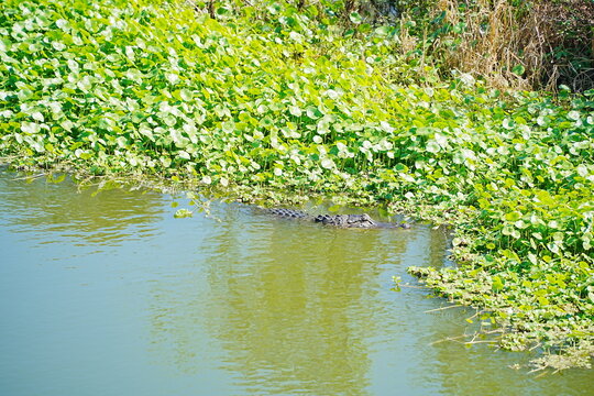 Plant city, Florida, USA: 06 22 2025: The landscape of Edward Medard Conservation Park in Plant City close to Tampa