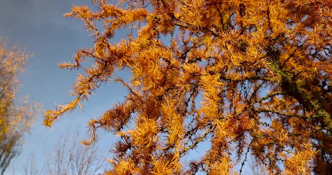 Golden-colored larch in the park, deciduous branches of larch with brown cones form an openwork pattern against the background of clear weather.