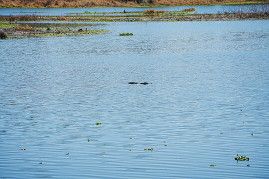 Plant city, Florida, USA: 06 22 2025: The landscape of Edward Medard Conservation Park in Plant City close to Tampa