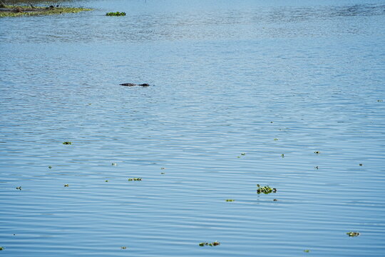 Plant city, Florida, USA: 06 22 2025: The landscape of Edward Medard Conservation Park in Plant City close to Tampa
