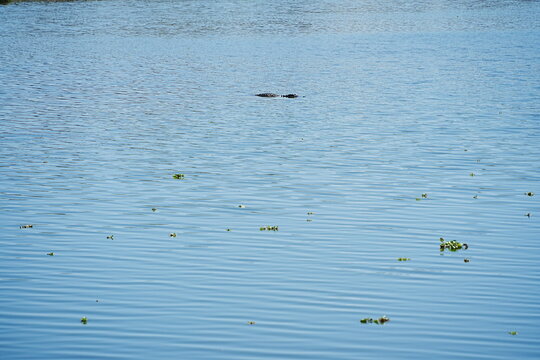 Plant city, Florida, USA: 06 22 2025: The landscape of Edward Medard Conservation Park in Plant City close to Tampa