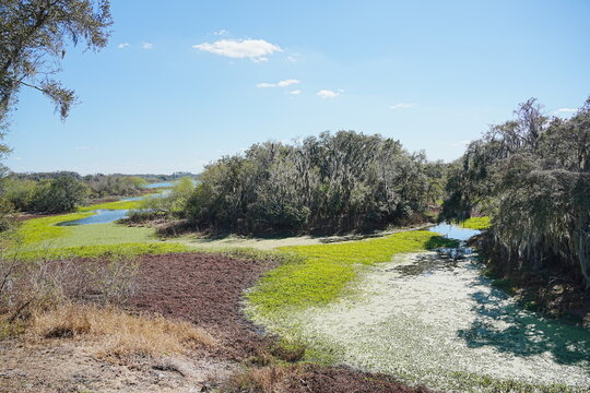 Plant city, Florida, USA: 06 22 2025: The landscape of Edward Medard Conservation Park in Plant City close to Tampa