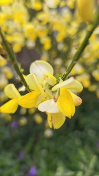 Vibrant Yellow Broom Flowers Blooming on Green Branches