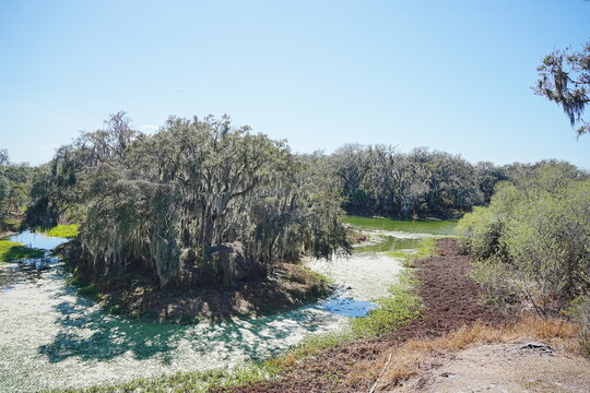 Plant city, Florida, USA: 06 22 2025: The landscape of Edward Medard Conservation Park in Plant City close to Tampa