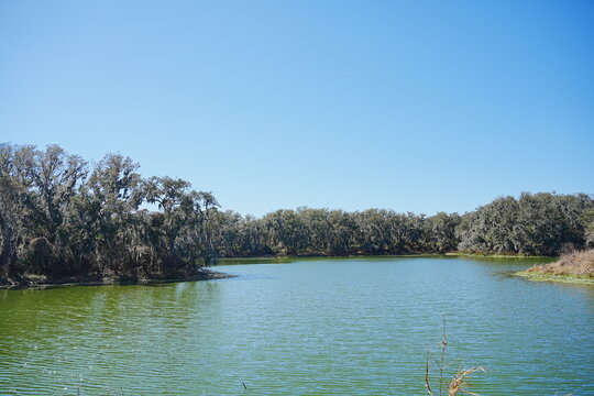 Plant city, Florida, USA: 06 22 2025: The landscape of Edward Medard Conservation Park in Plant City close to Tampa