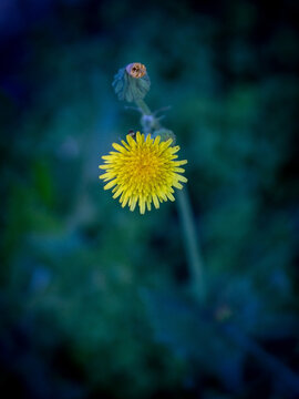 yellow flower on a dark background
