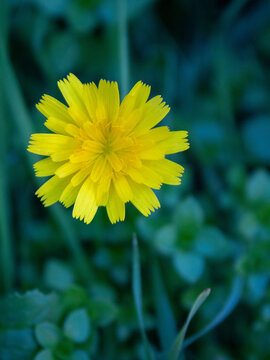 yellow flower in the garden