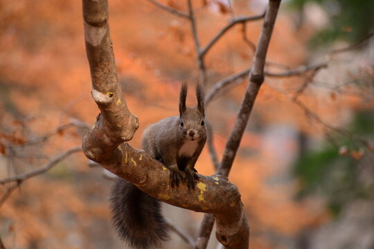 紅葉の頃のエゾリス