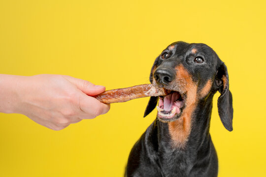 Dachshund dog actively biting meat treat stick from human hand on bright yellow background, eager training reward interaction concept.