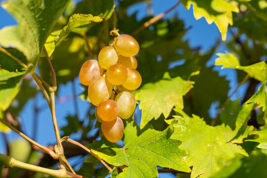 Golden grape cluster hanging on vine branch with green leaf against blue sky, summer harvest vineyard nature concept.