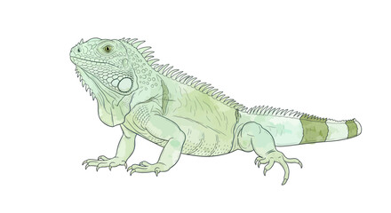 Naklejka premium Green Iguana Illustration, Reptile Drawing, Tropical Lizard Art