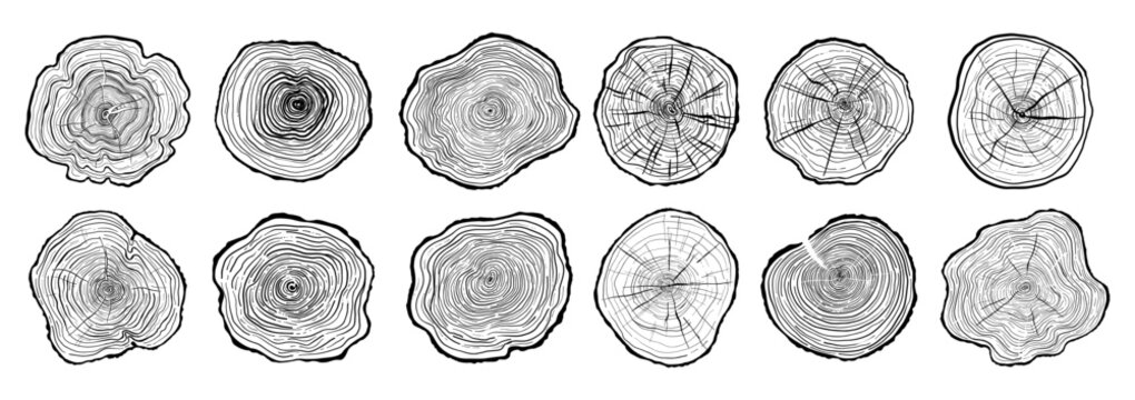 Hand drawn tree ring pattern abstract line art set. Wood cross section textures, annual rings, stump slices. Linear wooden designs for banners, prints decor. Tree trunk in section vector illustration