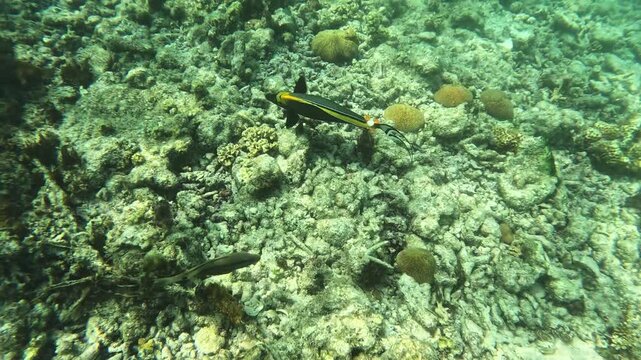 Elegant Unicornfish, Naso elegans swims over coral reef, close-up. Maldives atoll