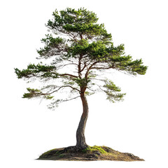 Fototapeta premium A solitary pine tree with a curved trunk growing on a small grassy mound isolated on transparent background