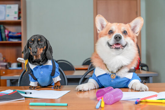 Dachshund dog and corgi dog sitting together at school desk in blue outfit in classroom, funny pet student humor concept.