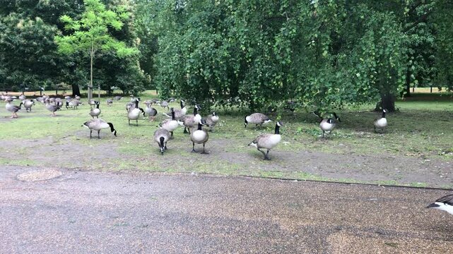 Canada geese grazing across public parkland near Kensington Gardens in London. Large flock spreads naturally beneath green trees within calm urban outdoor environment.