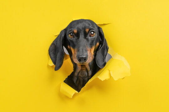 Dachshund dog poking head through torn hole in vivid yellow paper looking directly at camera, minimalist creative breakthrough commercial concept.