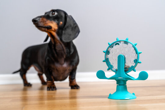 A dachshund dog stands and looks at a rotating puzzle toy on a light wooden floor against a gray wall - a concept for enriching the pet's life and intelligence.
