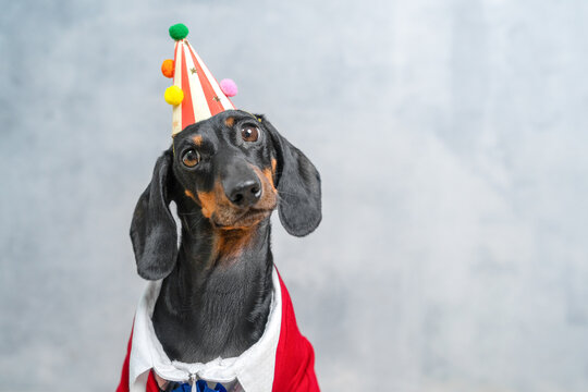 Dachshund dog wearing red costume and striped party cone hat with pompom on light gray background, birthday celebration humor concept.