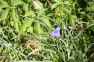 Fototapeta premium A purple trefoil in the sunlit grass