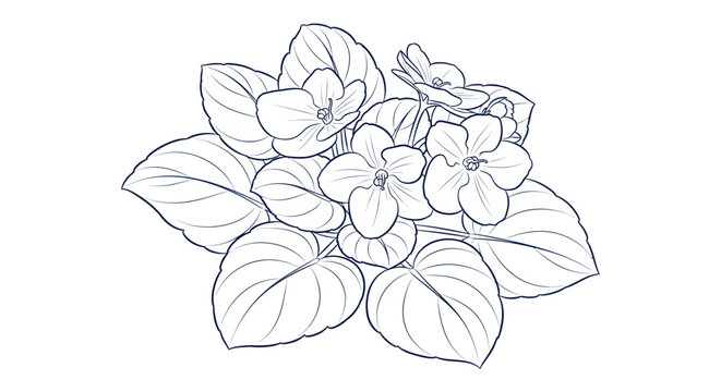 African Violet Flower Sketch - Hand-drawn Outline Botanical Illustration