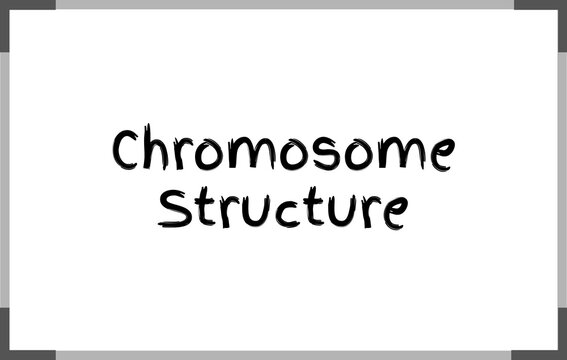 Chromosome Structure