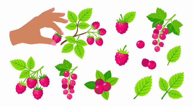Set of fresh red raspberries and currants with green leaves and a hand.