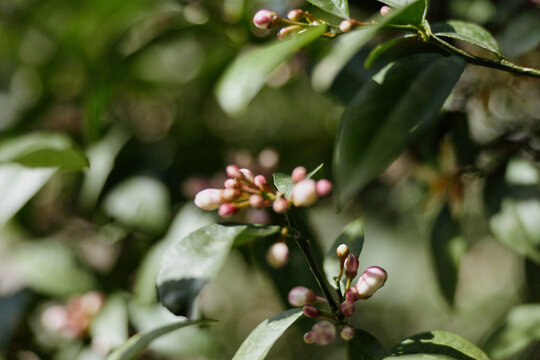 A macro shot of pink bud clusters on a glossy green shrub captures a quiet moment of growth and renewal in a sunlit garden, inviting calm and contemplation.