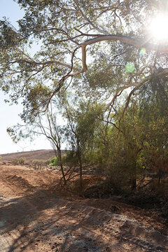 Sunlight filters through eucalyptus trees onto a dusty outback track