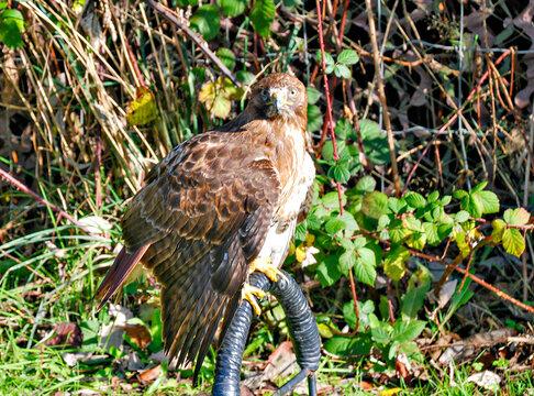 Red-Tailed Hawk Perched on a T-Perch Against a Natural Blackberry Bramble
