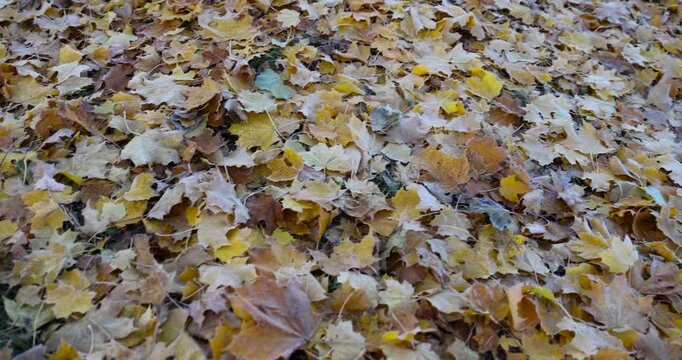 foliage of trees in autumn, foliage of maples and other deciduous trees fallen to the ground in the autumn season after leaf fall in cloudy weather, autumn nature