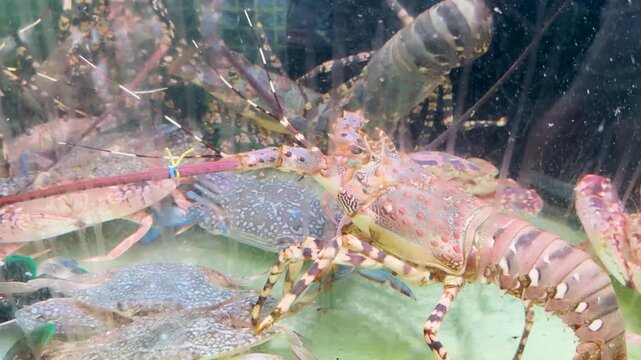 Fresh Spiny Lobsters and Blue Crabs in a Market Aquarium Tank