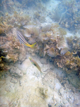 Bintan coral reef seabed with Pentapodus bifasciatus or White shouldered whiptail or Halichoeres chloropterus tropical fish