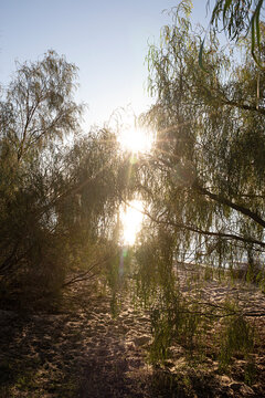 Sunlight setting  through trees beside a sandy lake in New South Wales, Australia