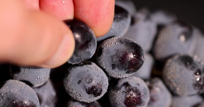 The grapes are black in color, wet grapes with a waxy coating and small particles of water are presented in the form of a dense group of ripe dark fruits.