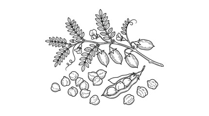 Fototapeta premium Chickpea plant branch with pods and seeds, hand-drawn illustration