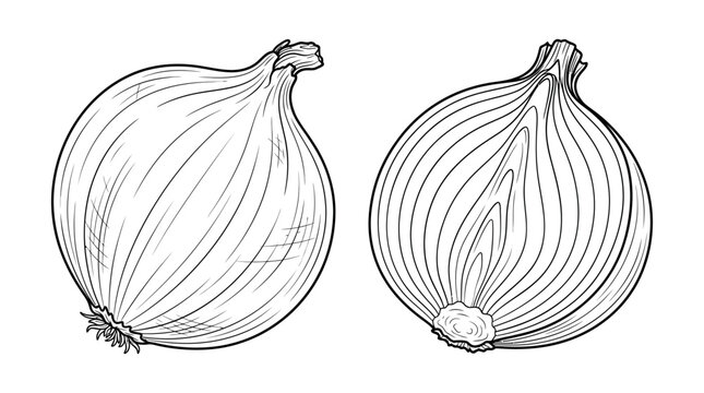 Whole Onion and Halved Onion Sketch, Black and White Line Drawing