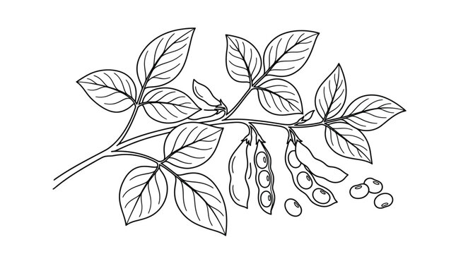 Soybean Plant Branch with Pods and Beans - Line Drawing Illustration